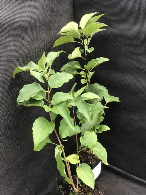 Сирень Радж Капур 1 шт Р9